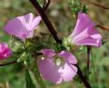 Malva punctata